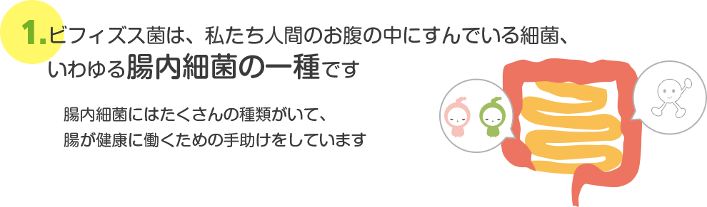 ビフィズス菌は、私たち人間のお腹の中にすんでいる細菌、いわゆる腸内細菌の一種です