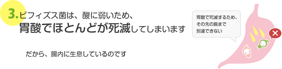 ビフィズス菌は、酸に弱いため、胃酸でほとんどが死滅してしまいます